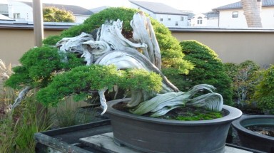 Ngắm 7 cây bonsai “thọ” nhất thế giới