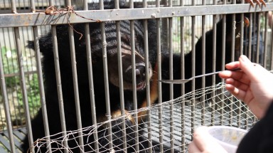  Tổ chức Động vật Châu Á tiến hành cứu hộ thành công một cá thể gấu ngựa tại Thành phố Lạng Sơn