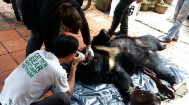 Tin môi trường:Liên tiếp giải cứu hai cá thể gấu ngựa ở Lâm Đồng