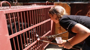  Tổ chức Động vật Châu Á cứu hộ bốn cá thể gấu ngựa tại Nha Trang 