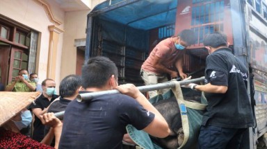  Cứu hộ ba cá thể gấu nuôi cuối cùng tại tỉnh Lạng Sơn