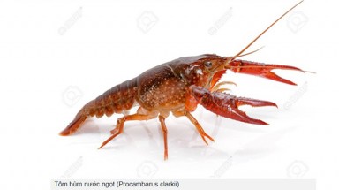  Tăng cường kiểm soát loài tôm hùm nước ngọt (Procambarus clarkii)