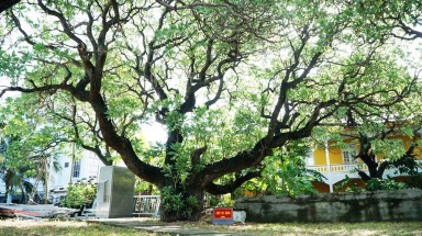  Những cây di sản trên quần đảo Trường Sa