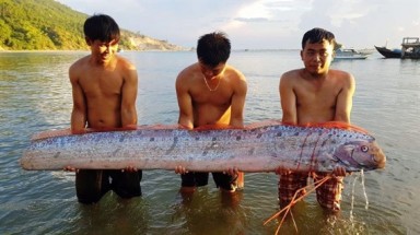  Cá hố rồng dài gần 3m bơi vào vùng biển Hà Tĩnh