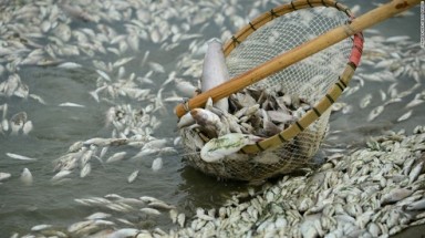  Cần sớm làm rõ nguyên nhân gây ra hiện tượng cá chết trên các sông tại Cà Mau 