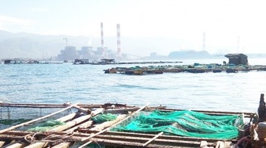  Cá nuôi lồng bè gần Nhiệt điện Vĩnh Tân chết hàng loạt