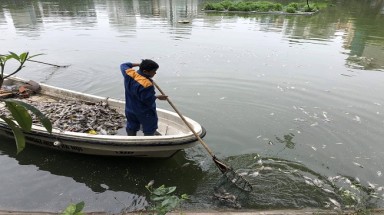  Cá chết ở hồ Văn Chương sau mưa lớn