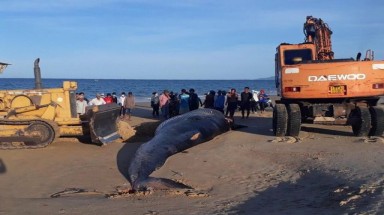  Cá voi khủng nặng hơn 2 tấn dạt vào bờ biển Khánh Hòa