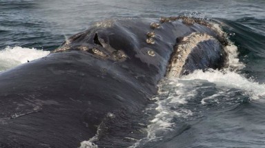  Lần đầu ghi được âm thanh của loài cá voi hiếm nhất thế giới