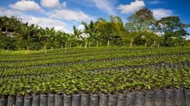  Đắk Lắk: diện tích cà phê vối hết chu kỳ kinh doanh trên 50.000 ha