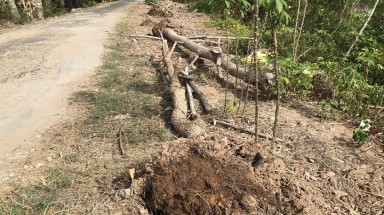  Bạc Liêu: Hàng trăm cây xanh mới trồng đã bị chết khô