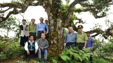  Đã có 3.630 cây cổ thụ được công nhận là Cây Di sản Việt Nam