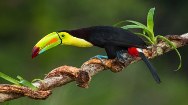  10 loài chim đẹp nhất thế giới