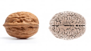 Các nhà khoa học Anh tìm thấy "não bộ" của hạt giống