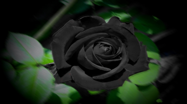  Nơi nào trồng được hoa hồng đen?