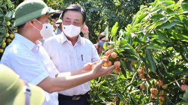  Bộ trưởng Lê Minh Hoan: Nền nông nghiệp mù mờ dẫn đến phải giải cứu nông sản