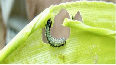 Loài sinh vật ngoại lai gây hại mới xuất hiện: Sâu keo mùa thu Spodoptera frugiperda