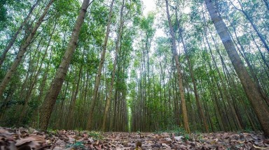  Trồng rừng bền vững và phát triển sinh kế cho nông dân nghèo tại Việt Nam