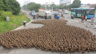  5.000 con vịt đổ bộ xuống đường phố Trung Quốc