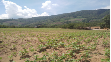  Ninh Thuận: Bổ sung kế hoạch sản xuất nông nghiệp vụ Hè Thu năm 2020