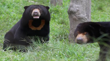 Ngôi nhà chung của gần 200 con gấu ở Việt Nam