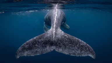  Ảnh chụp đuôi cá voi lưng gù đoạt giải ảnh du lịch NatGeo 2018