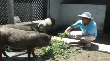  Kỹ sư thủy lợi mát tay nuôi lợn rừng
