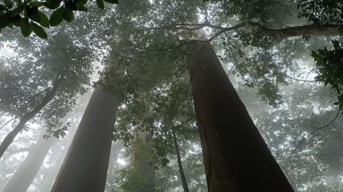  Thăm rừng "đặc sản" ở xứ Thanh