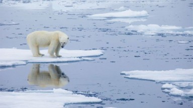  Gấu Bắc Cực sắp biến mất vĩnh viễn khỏi Trái đất