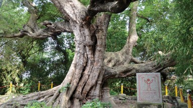  Thêm 2 loài cây mới lọt vào danh sách Cây Di sản Việt Nam
