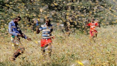  Châu chấu lạ di cư từ Trung Quốc cắn phá tre nứa, hoa màu ở Điện Biên