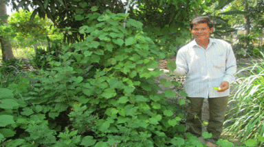  Trồng nho ăn lá: Dễ trồng, ít sâu bệnh