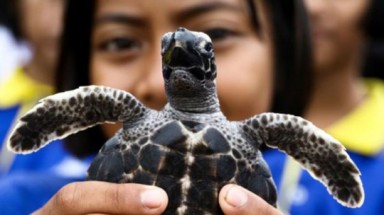  Thả 1.066 con rùa mừng sinh nhật thứ 65 nhà vua Thái Lan