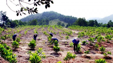  Thừa Thiên - Huế: Trồng rừng nhưng không thành rừng