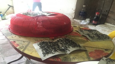 Hà Nội: Kinh hoàng ruồi từ bãi rác Nam Sơn "tấn công" nhà dân