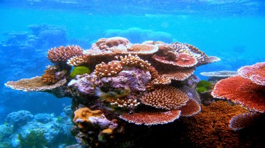  Khôi phục và bảo vệ hệ sinh thái rạn san hô trên vịnh Hạ Long