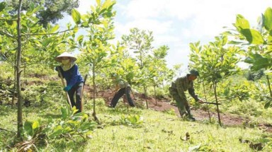  Gia Lai đảm bảo kế hoạch trồng mới 7.000 ha rừng 