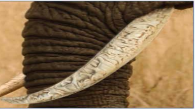  Nghiên cứu mới về thực trạng buôn lậu ngà voi ở Indonesia, Thái Lan và Việt Nam