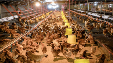  Năm Hưởng công bố trại gà mái đẻ trứng thương phẩm theo phương thức nuôi không sử dụng chuồng lồng đầu tiên ở Việt Nam