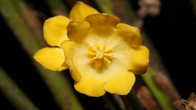  Thêm ba loài thực vật mới có hoa tuyệt đẹp được phát hiện tại Việt Nam