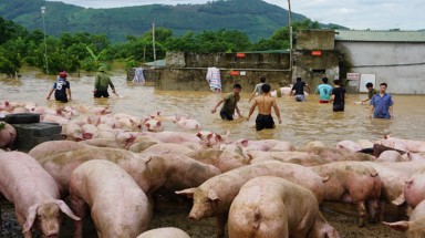  Nước lũ nhấn chìm trại lợn 1.100 con ở Thanh Hóa