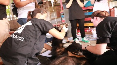  Cứu hộ toàn bộ 5 cá thể gấu ngựa tại một trang trại tư nhân ở tỉnh Tiền Giang