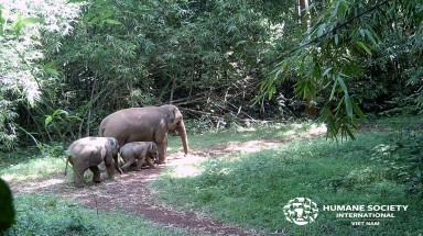  Hưởng ứng Ngày Voi thế giới (12/8): Nâng cao nhận thức về bảo vệ voi