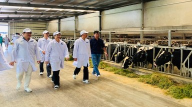  Vinamilk tham gia xây dựng vủng chăn nuôi bò sữa an toàn dịch bệnh theo qui định tổ chức thú y thế giới
