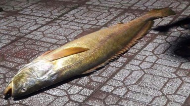  Bắt được cá đường quý hiếm sau hàng chục năm vắng bóng ở Cà Mau