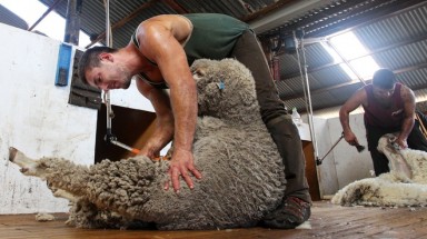  68 triệu con cừu Australia không ai xén lông cho vì Covid-19