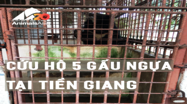  Cứu hộ 5 cá thể gấu ngựa tại tỉnh Tiền Giang
