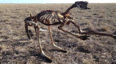  Úc: Hạn hán nặng, chuột túi chết trơ xương