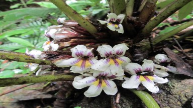  "Của hiếm núi rừng": Đẹp như loài hoa sống trên đá