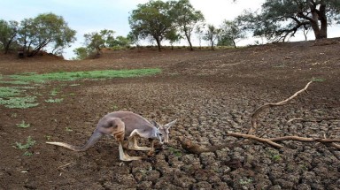  Úc cho phép nông dân bắn kangaroo hàng loạt